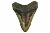 Fossil Megalodon Tooth - North Carolina #167011-1